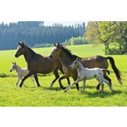Horses, 2x26, 2x48 db (55588) - Puzzle - Kirakó