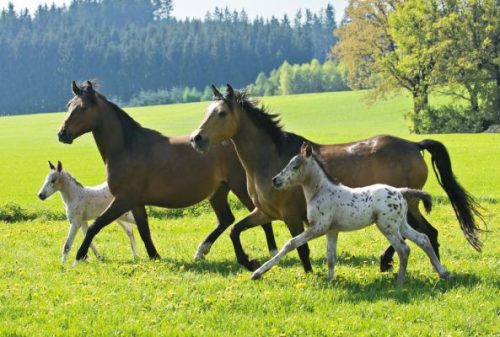 Schmidt Spiele Horses, 2x26, 2x48 db (55588) Gyerek Kirakó