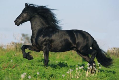 Schmidt Spiele Horses, 2x26, 2x48 db (55588) Gyerek Kirakó