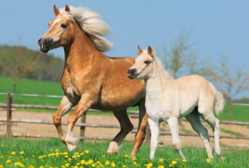 Schmidt Spiele Horses, 2x26, 2x48 db (55588) Gyerek Kirakó