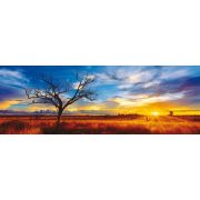 Desert Oak at Sunset, Northern Territory, Australia, 1000 db (59287)