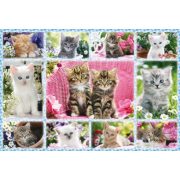 Kittens, 100 db (56135)