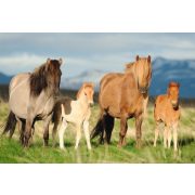 Family of Horses, 200 db (56199)