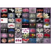 Floral Greeting, 2000 db (58297) - Puzzle - Kirakó