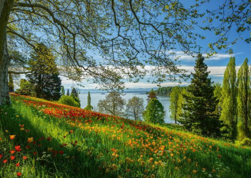 Schmidt Spiele Tulips flowering, Frühlingsallee, Mainau Island, 1000 db (58967) Kirakó