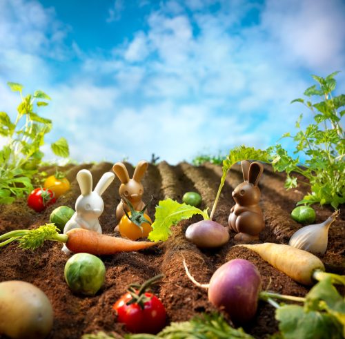 Smart Games Nyúlpiknik 